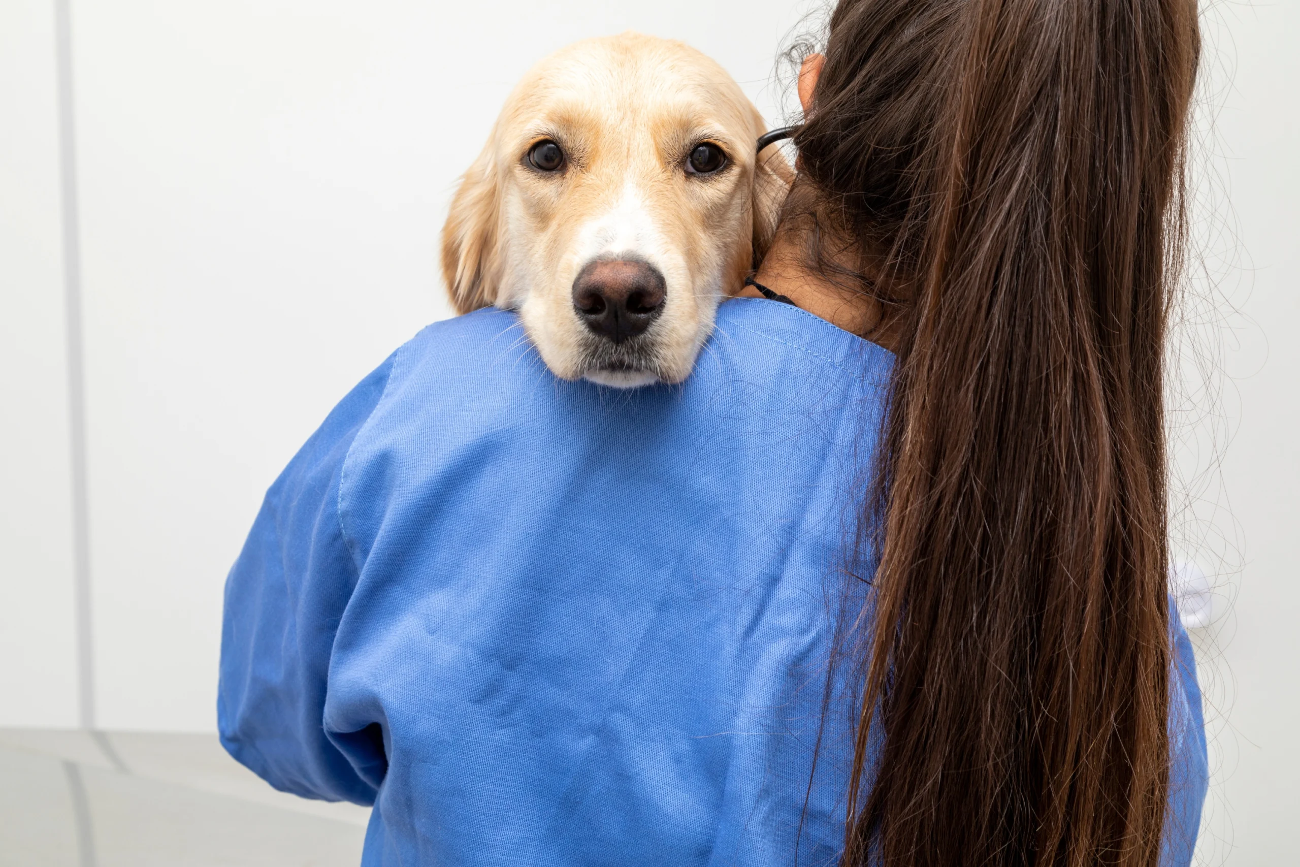 Veterinär Nära Mig