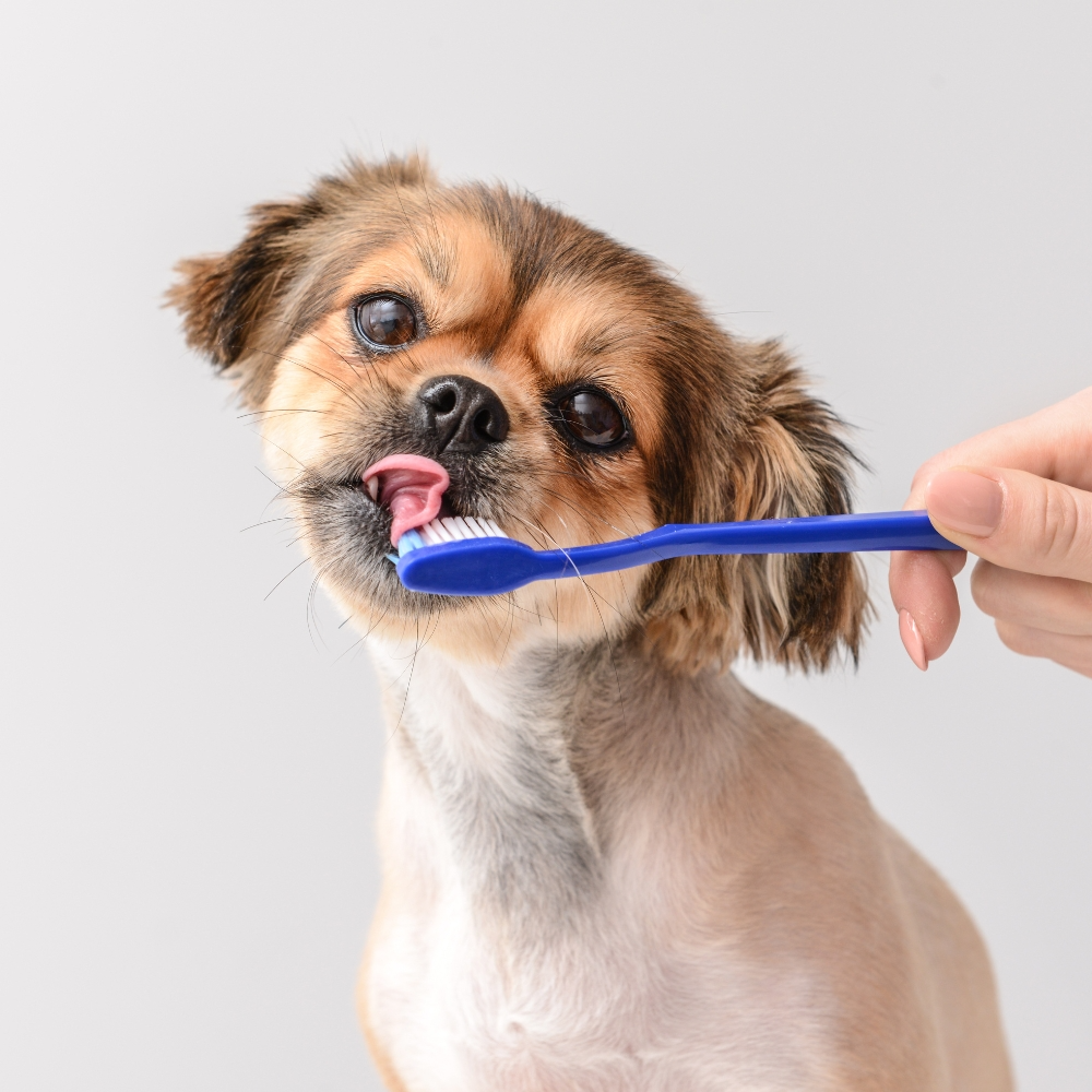 Tandvård För Hund