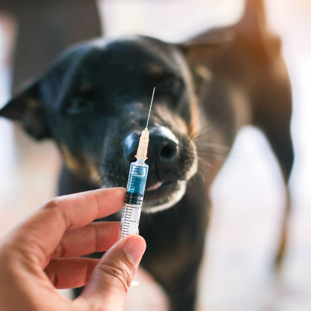 Vaccination Hund